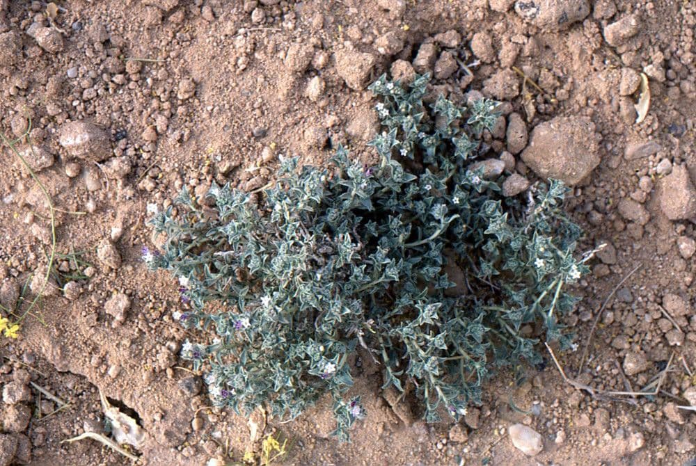 Moltkiopsis ciliata 9