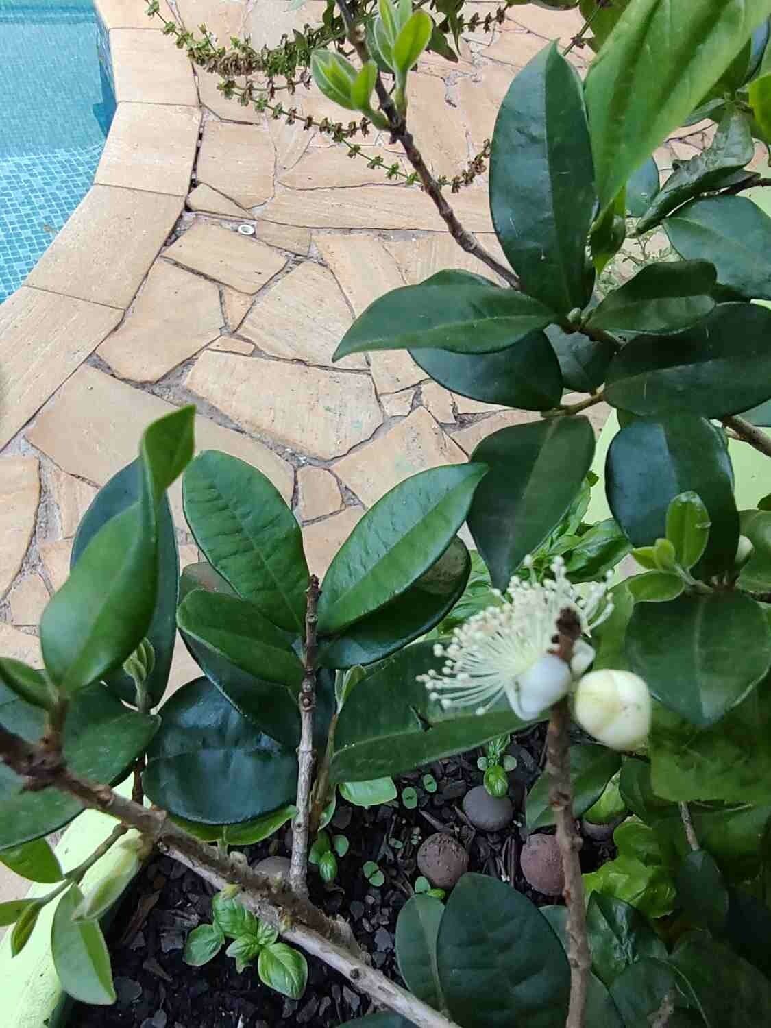 Jaboticaba 3