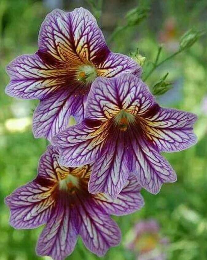 Salpiglossis 2