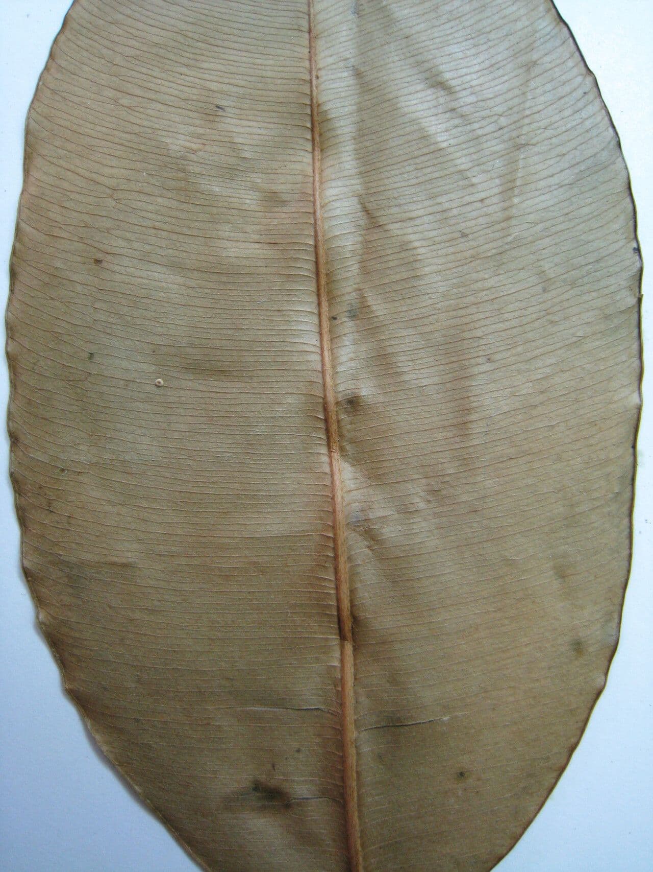 Micropholis 5