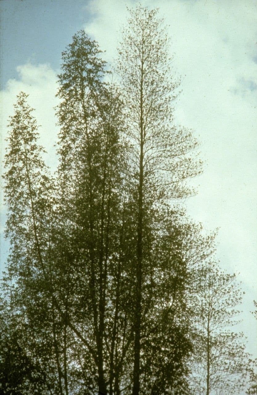 Cyrtophyllum 2