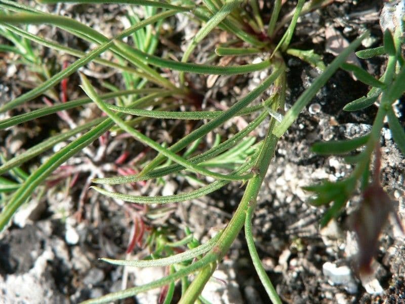 Leucanthemum 14