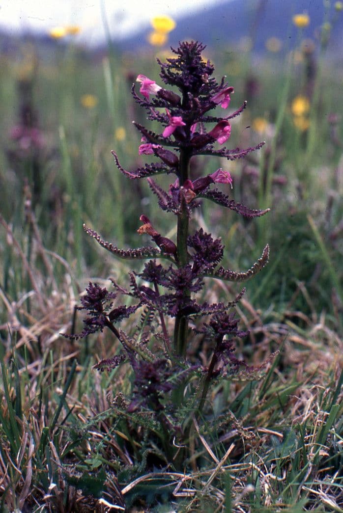 Pedicolare palude 11