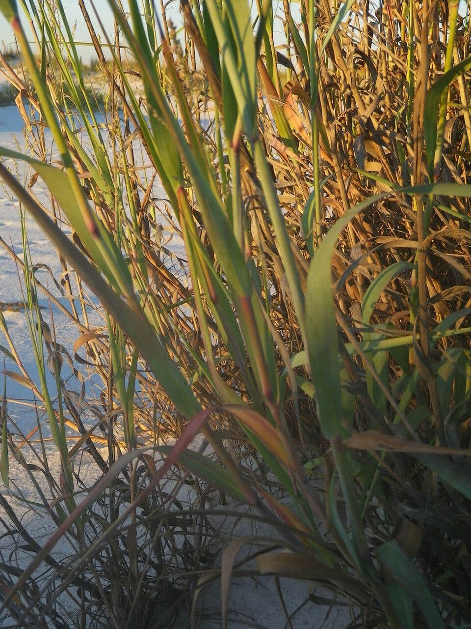 Panicum amer 6