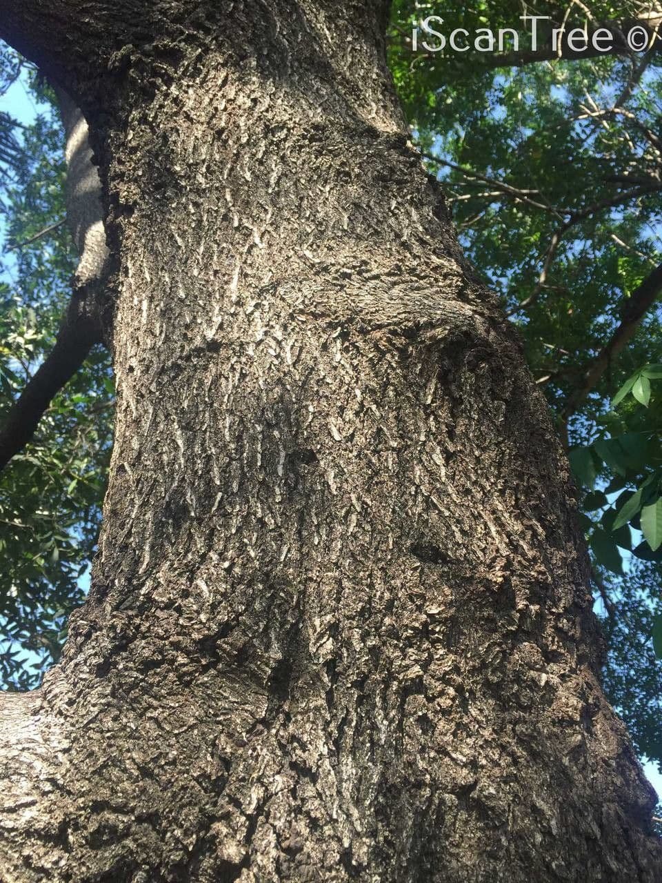Eben mespiliformis 17
