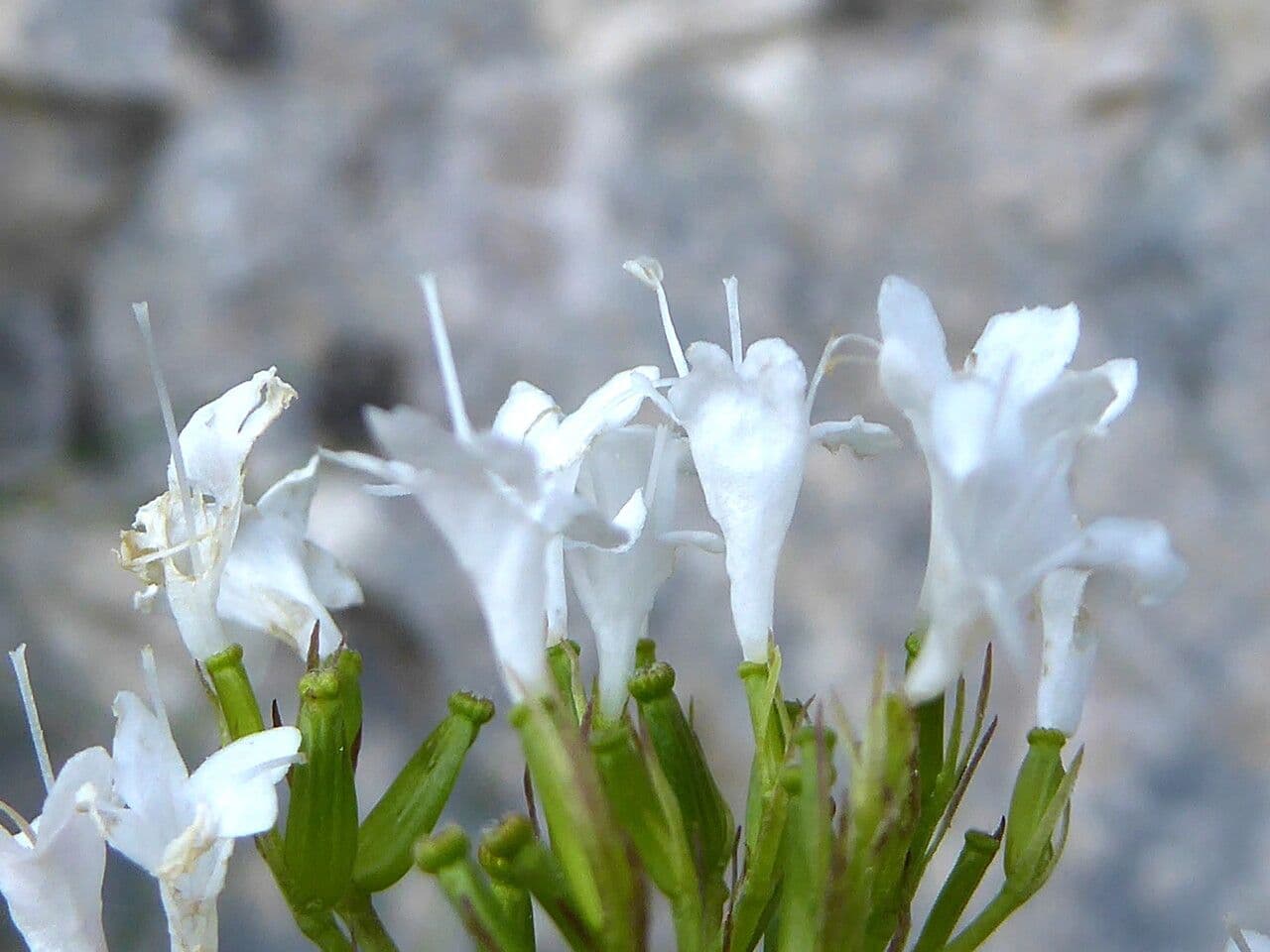 Dwarf valerian 6