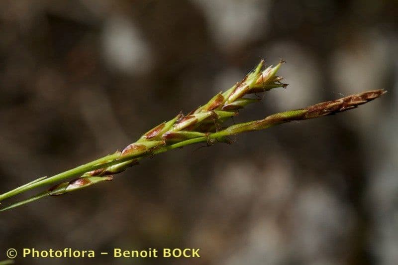Kurzährige Segge 21