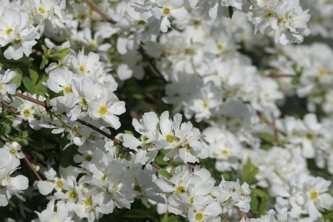 Płot 9