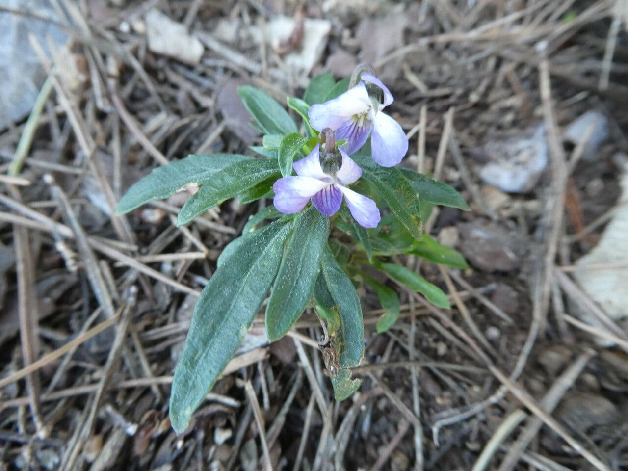 Violette arborescente 15