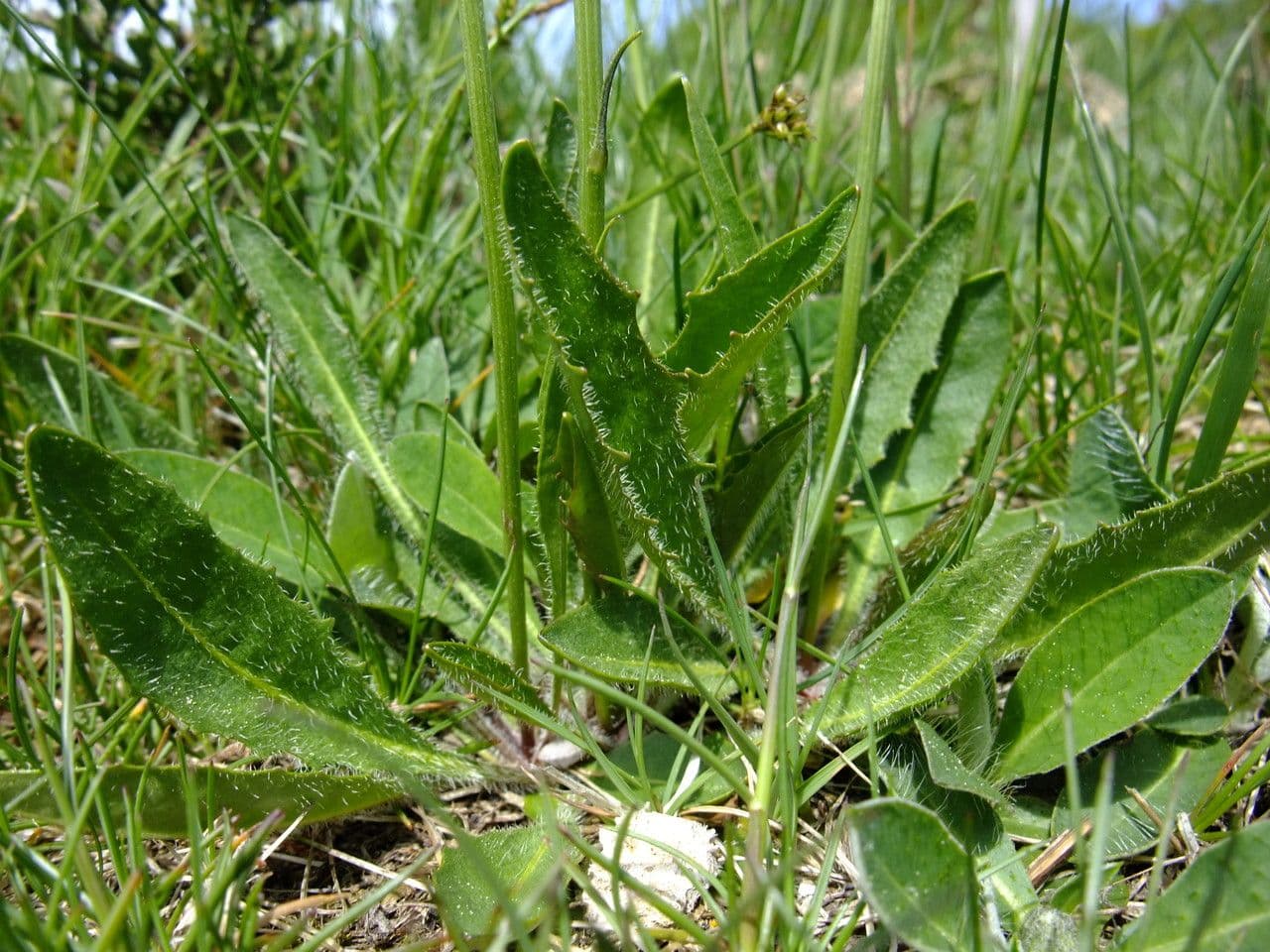 Hypochaeris uniflora 13