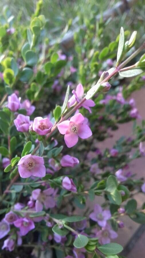 Boronia all'anice 4