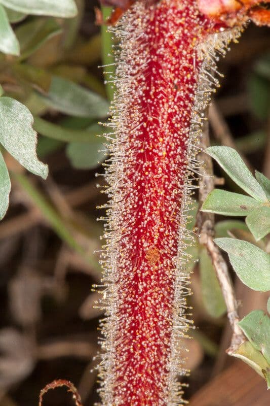 Orobanche sanguigna 15