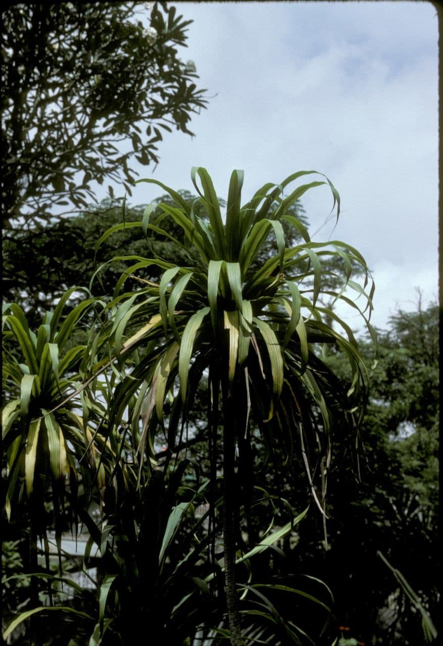 Schmalblättriger Drachenbaum 12