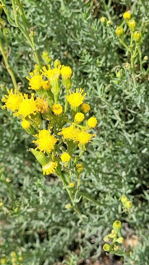 Senecione 5