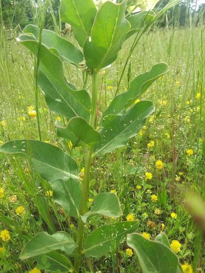 Asclepias viridis 22