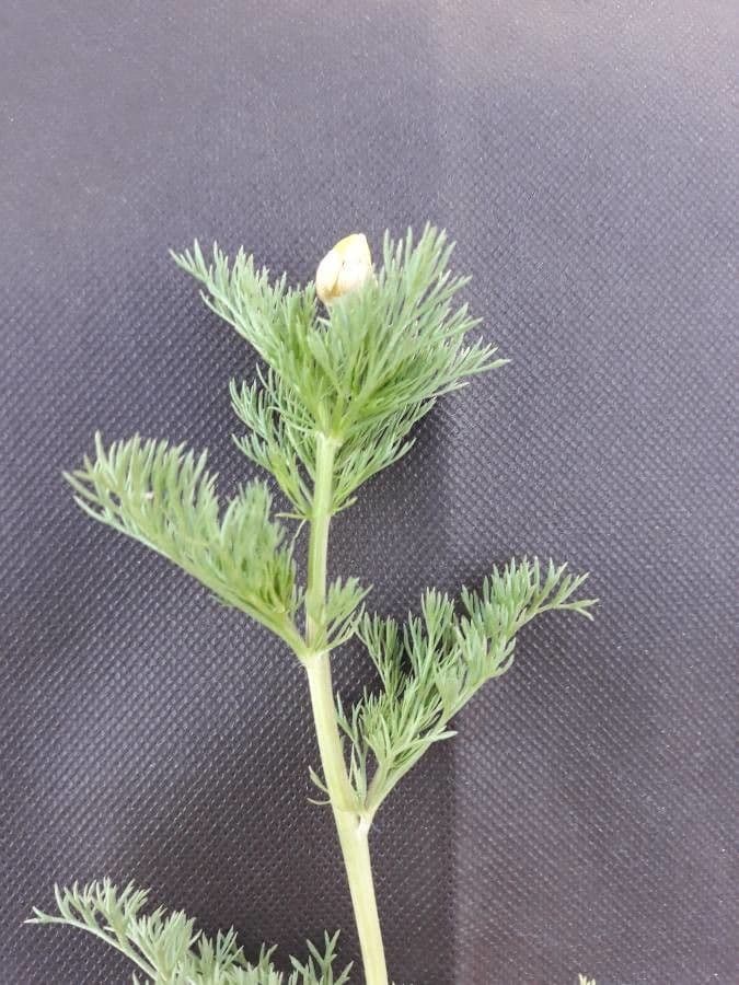 Adonis microcarpa 19