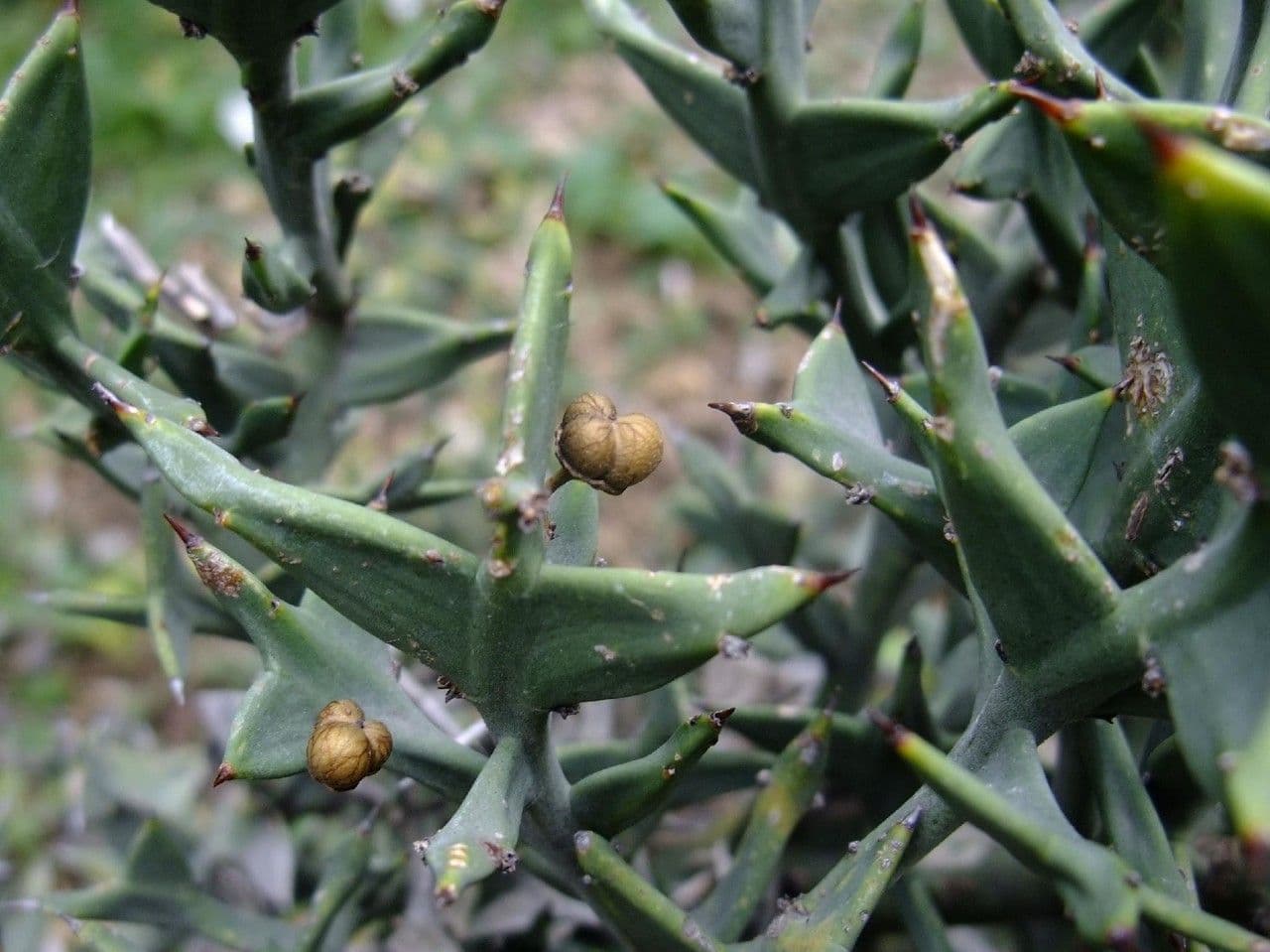 Colletia 13