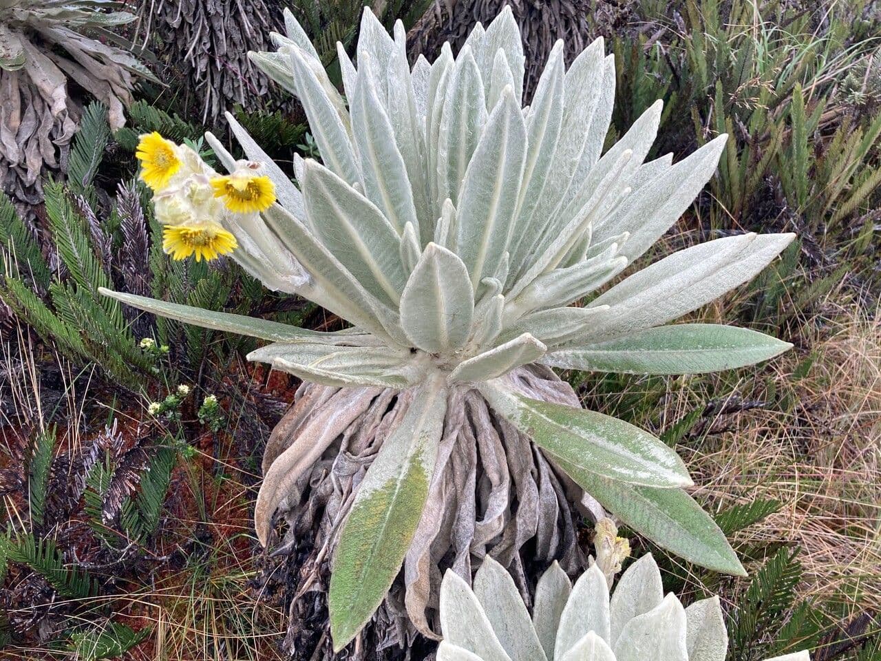 Espeletia 7