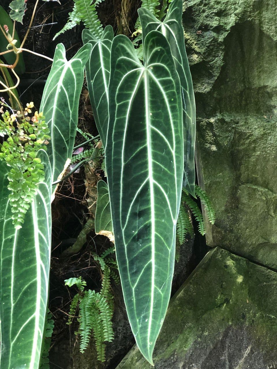 Anturio 11