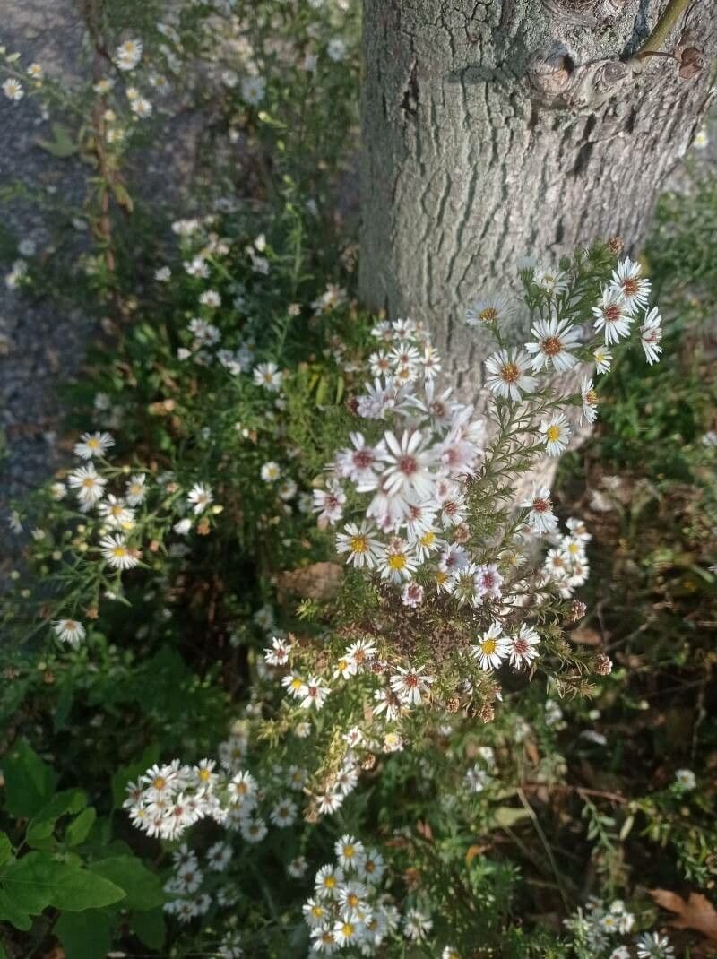 Heide-Herbst-Aster 3