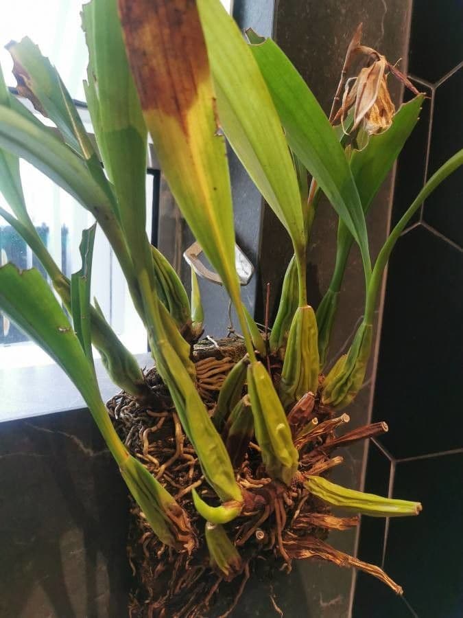 Coelogyne 2