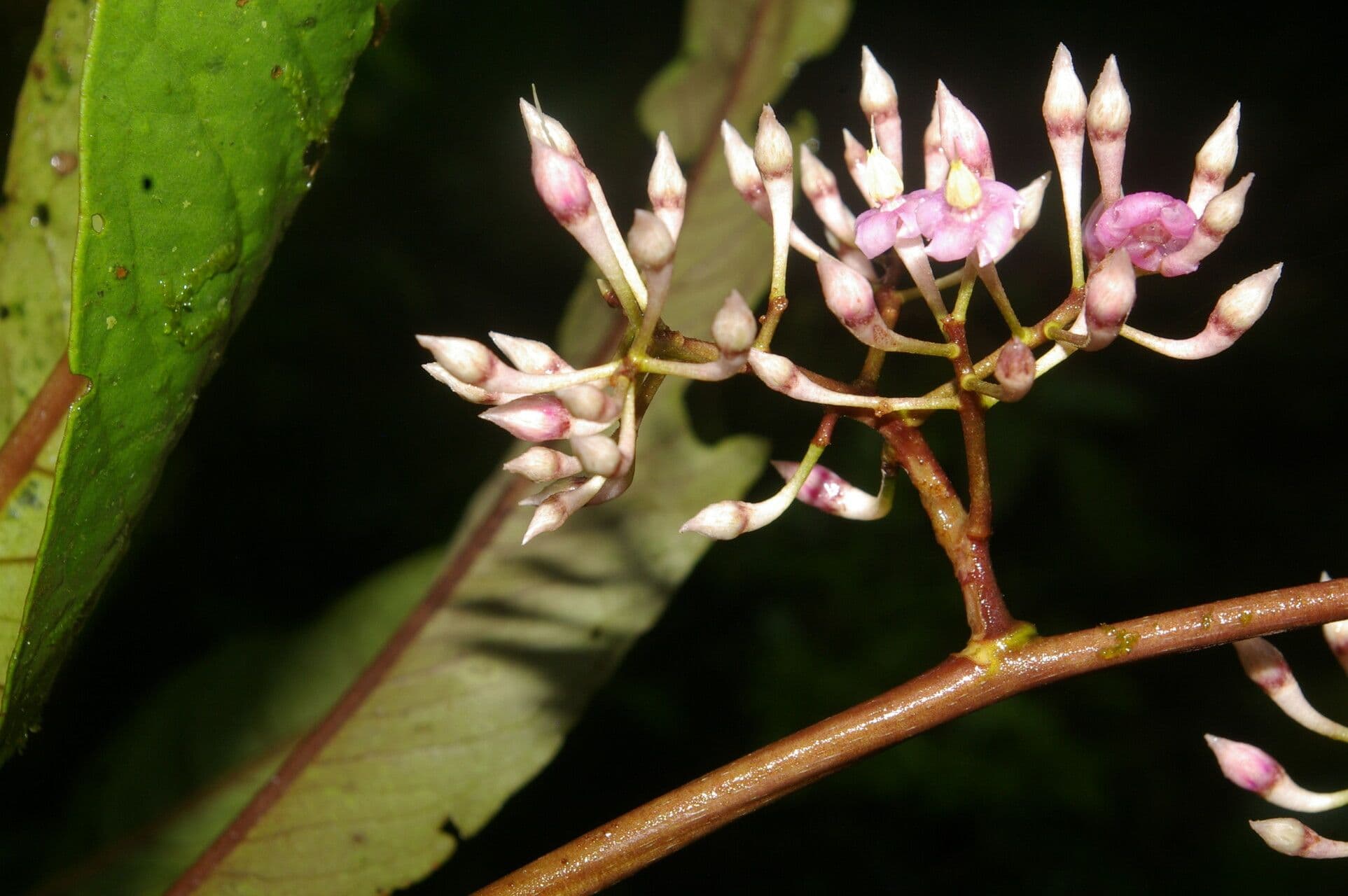 Ardisia 6