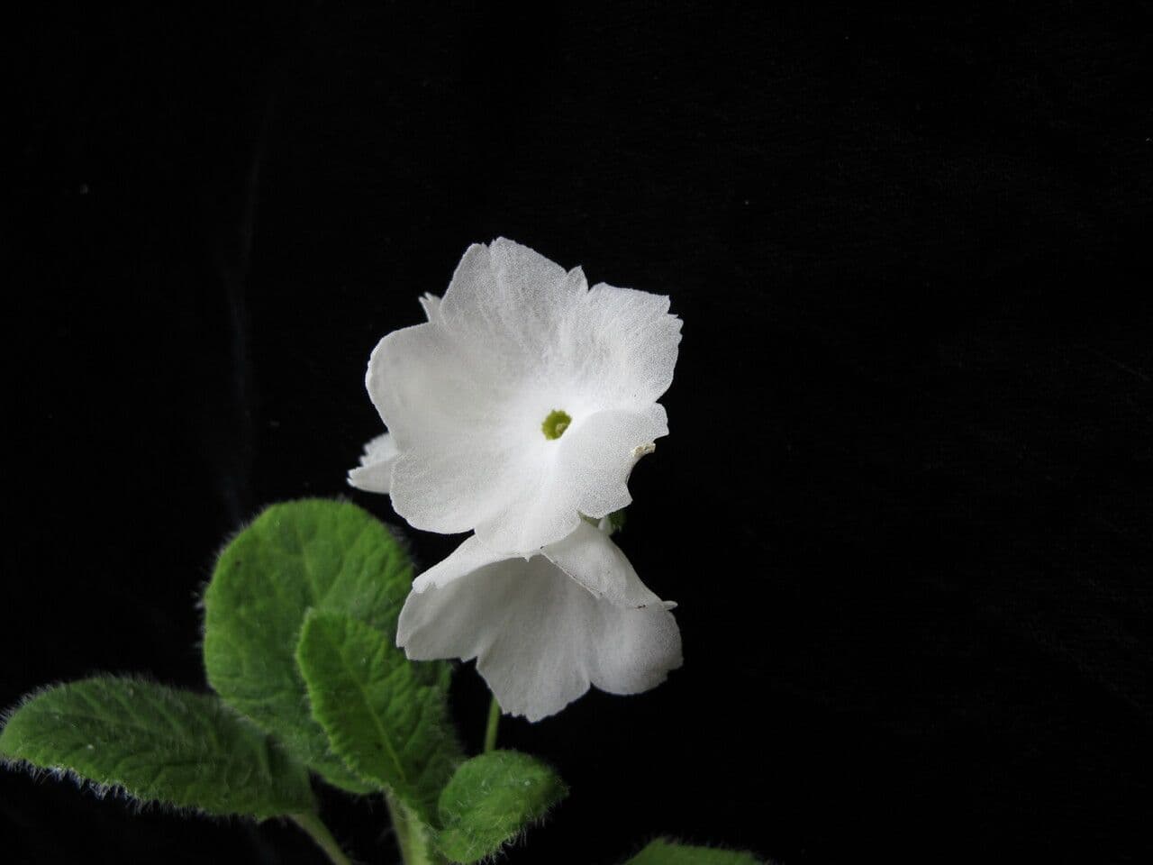 Primula 3