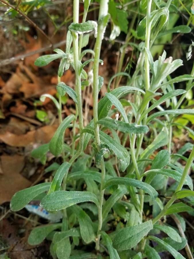 Bambagia spatolata 19
