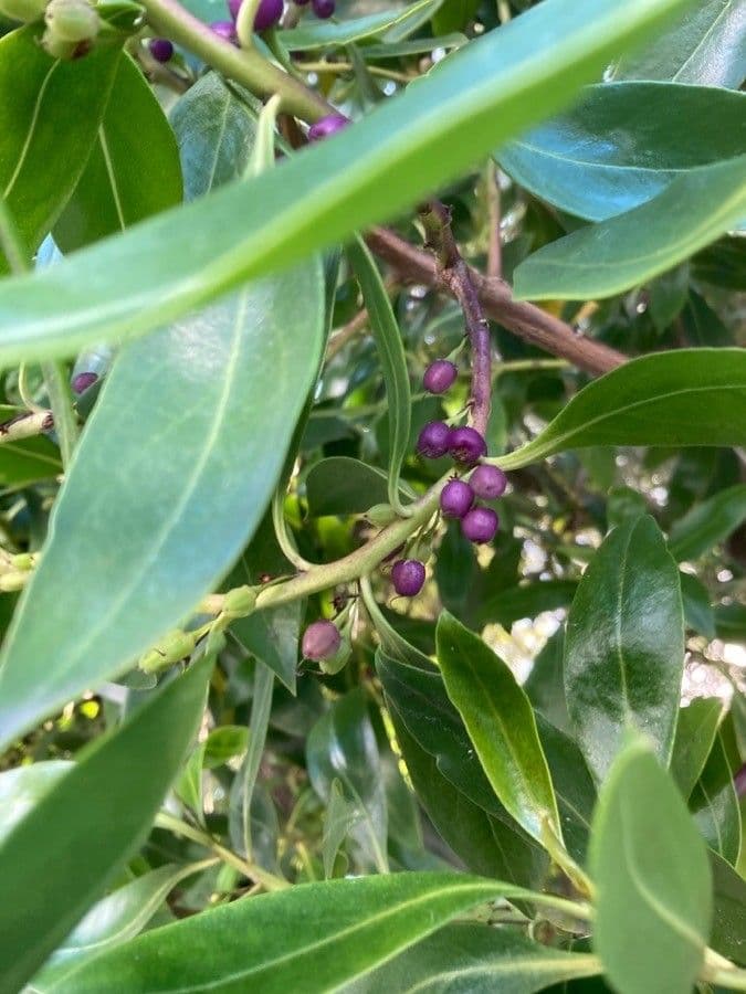 Schlankblättriges Myoporum