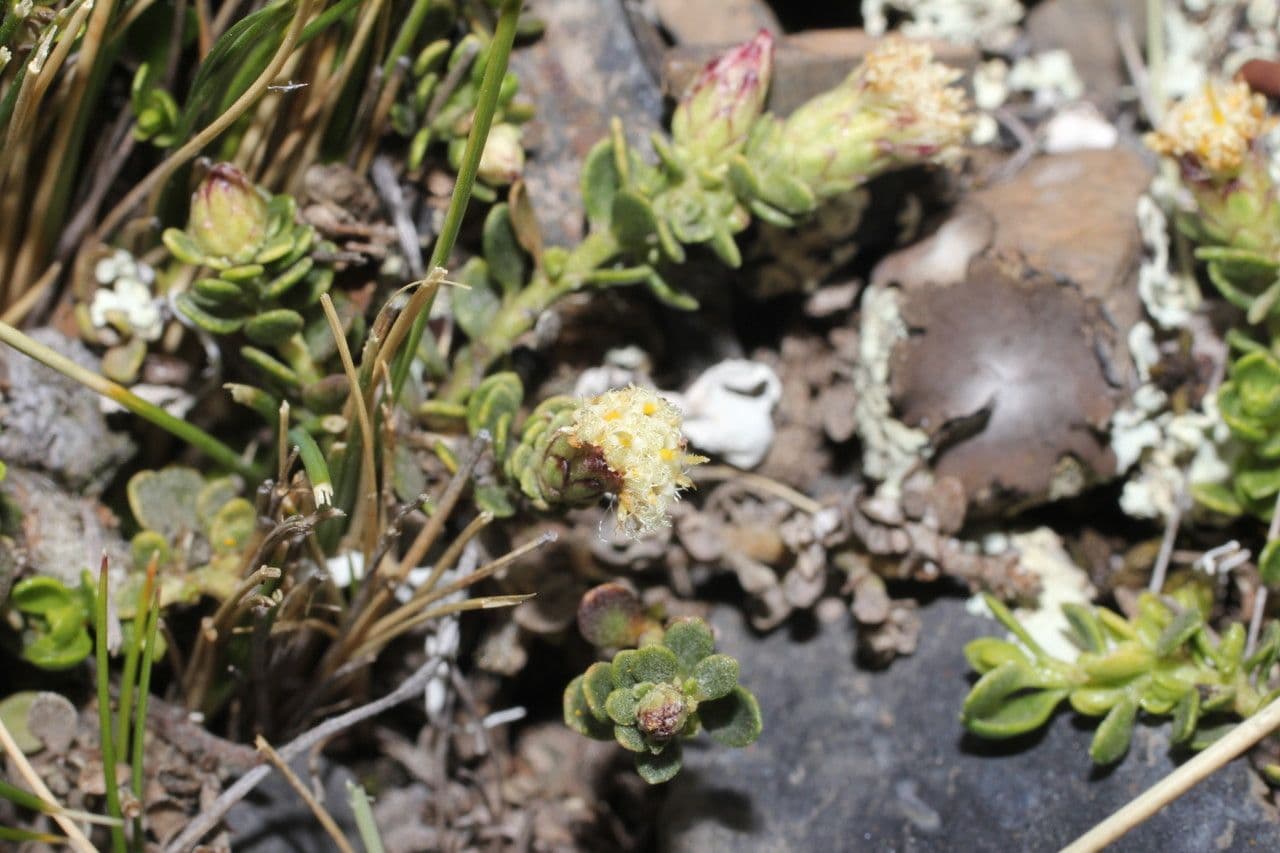 Baccharis 2