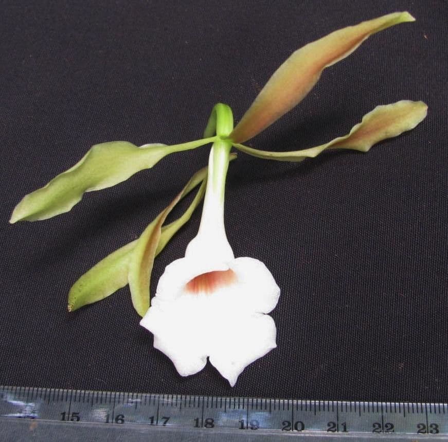 Trichopilia 8