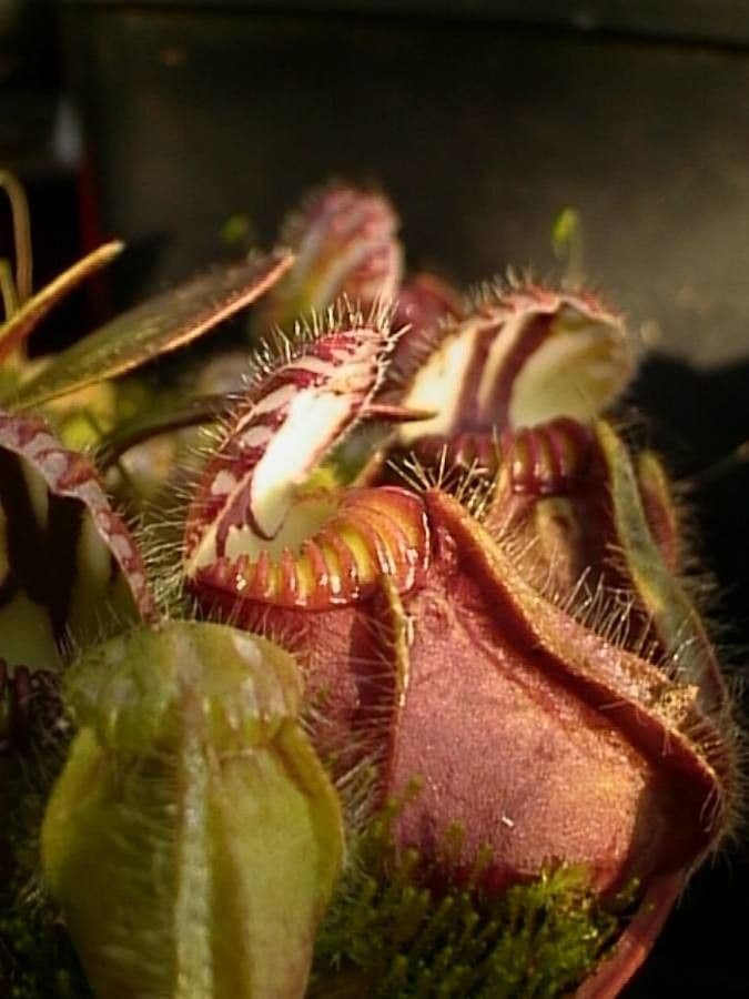 Cephalotus