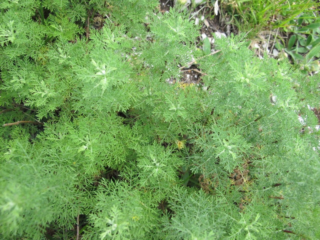 Bylica rumiankolistna 10