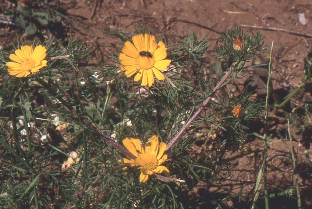 Camomilla araba 7