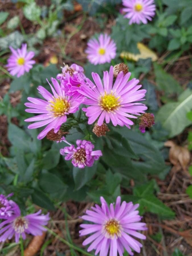 Pyrenäen-Aster 3