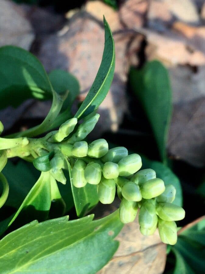 Pachysandra terminale 30