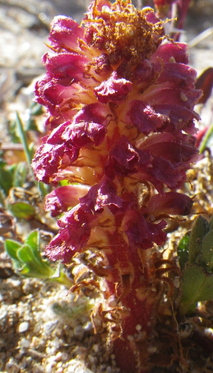 Orobanche sanguigna 2