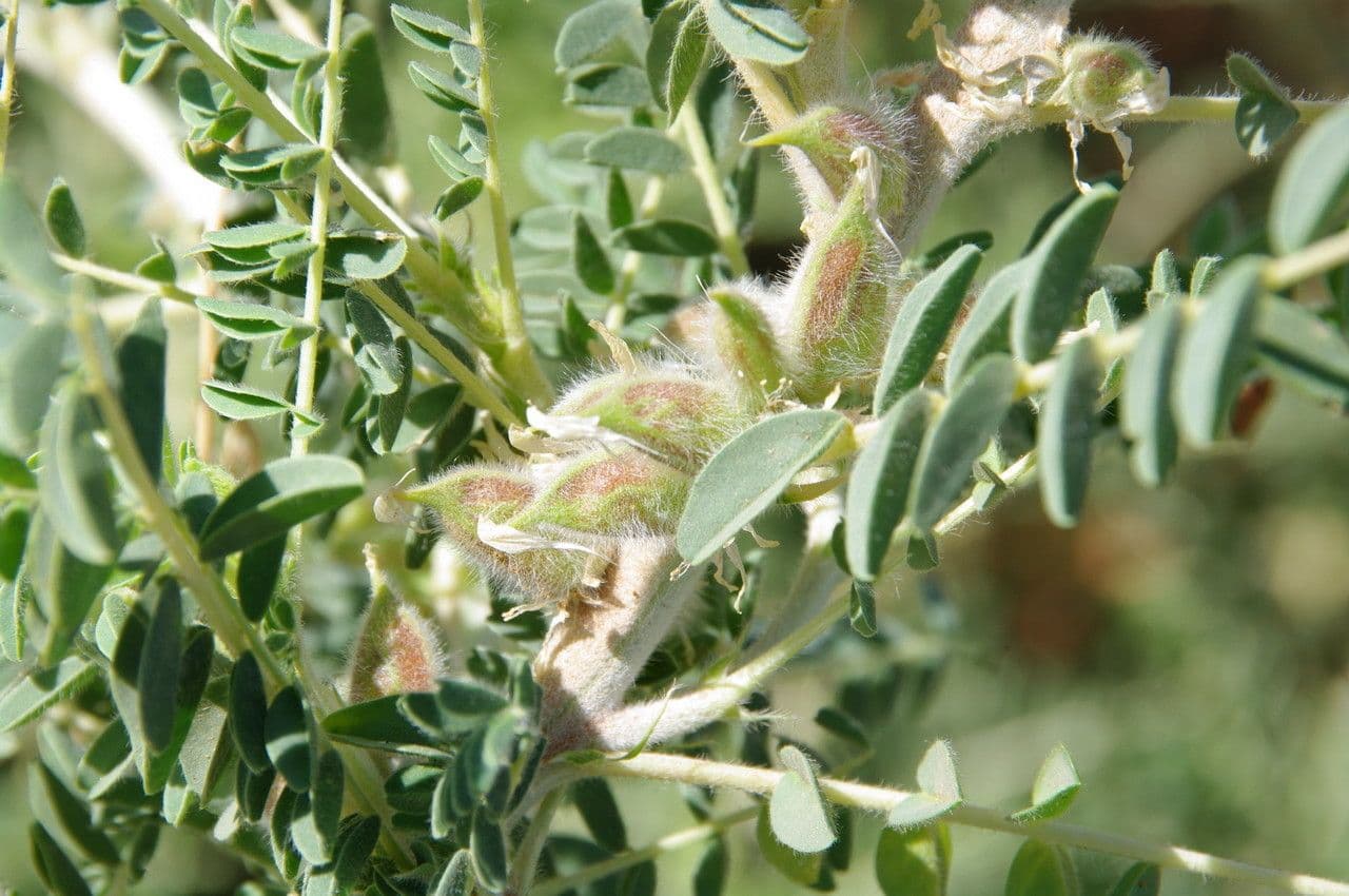 Astragalo
