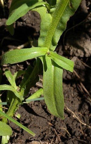 Helenium flexuosum 13