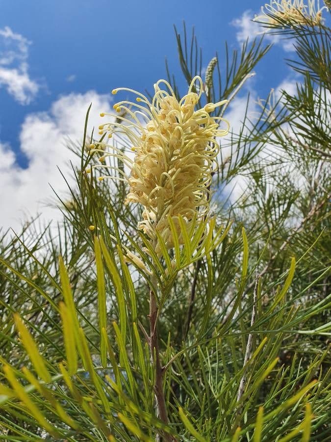 Grevillea 2