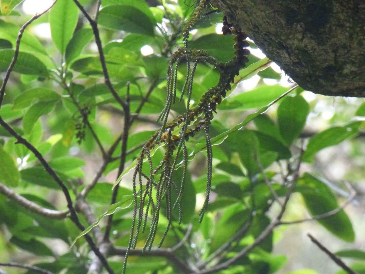 Huperzia