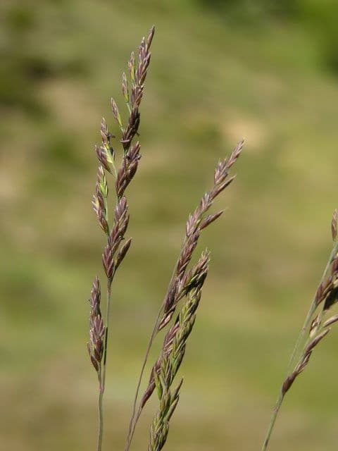 Festuca ovina 3