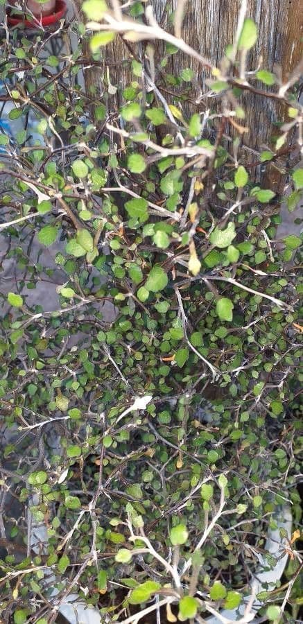 Corokia 16