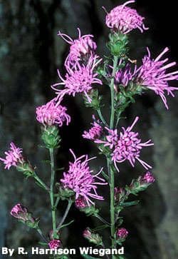 Liatris 11
