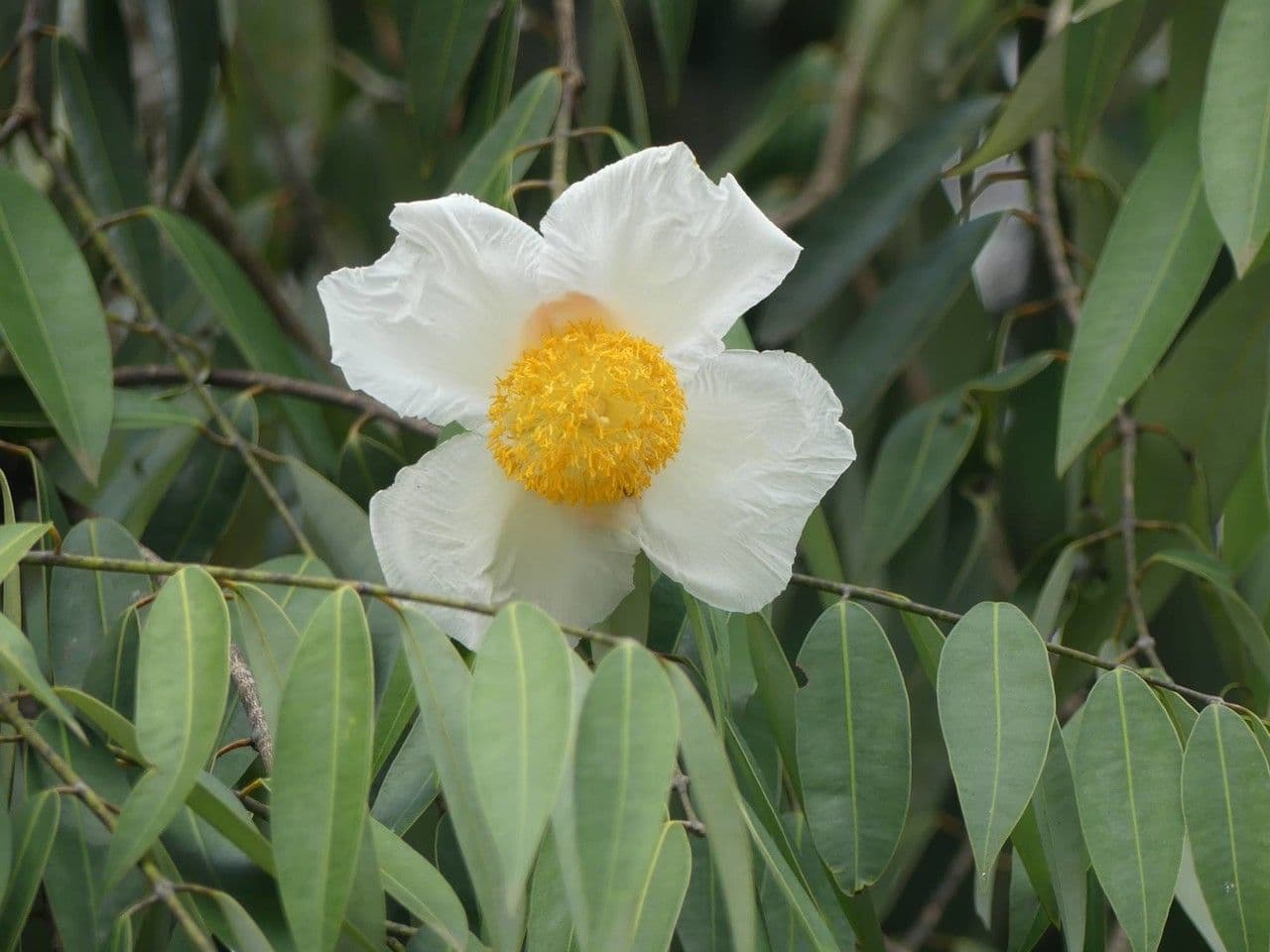 Echte Mesua 9
