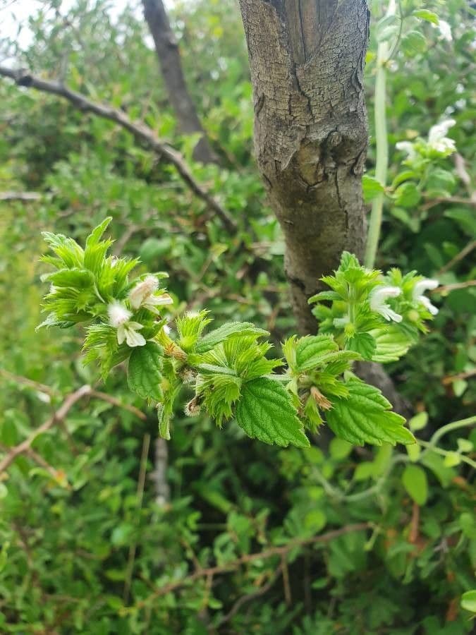 Leucas glabrata 11