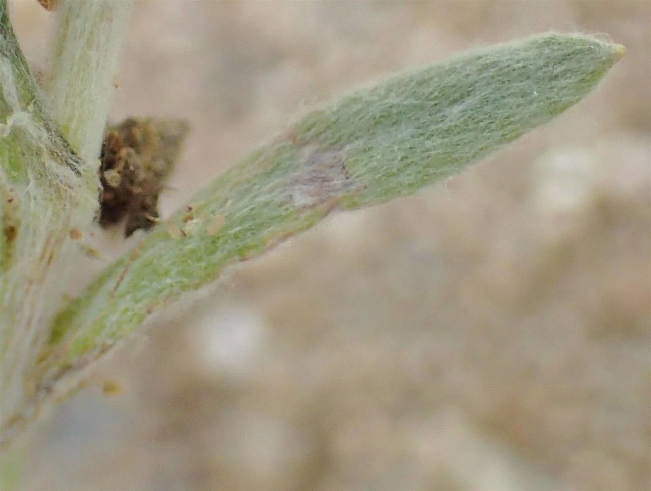 Bambagia spatolata 24