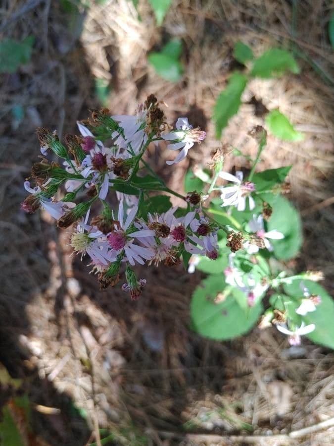 Großblättrige Beraster 3