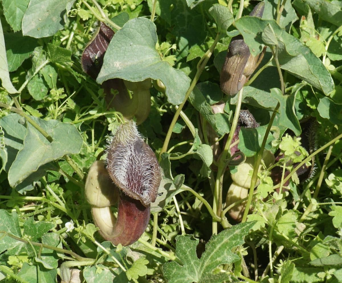 Mandroľa 8