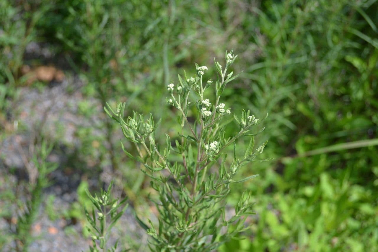 Eupatorio issopifoglia 12